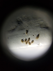 Ornithonyssus sylviarum