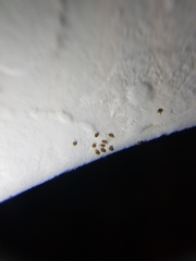 Ornithonyssus sylviarum