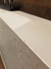 Ornithonyssus sylviarum