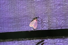 Miltochrista perihaemia