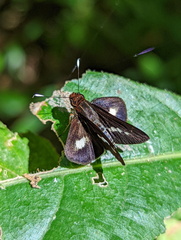 Sabera caesina