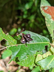 Sabera caesina