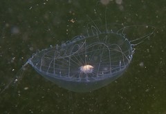 Peachia quinquecapitata