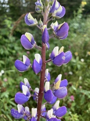 Lupinus × regalis