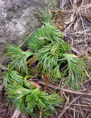 Aciphylla dieffenbachii