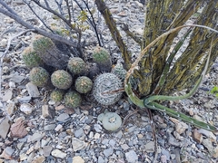 Mammillaria parkinsonii