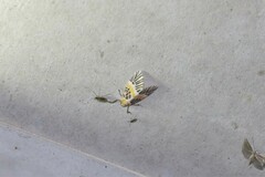 Indiania eccentropis