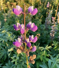 Lupinus × regalis