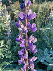 Lupinus × regalis