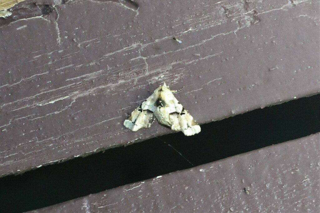 Atacira caesia