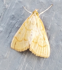 Paracorsia repandalis