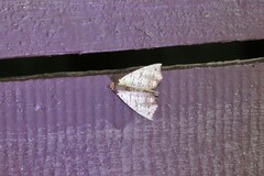 Hyperlopha compactilis