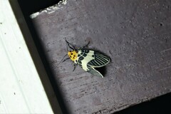 Ammatho maculifasciata