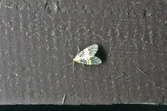 Indiania eccentropis