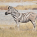 Equus quagga burchellii - Photo (c) copper,  זכויות יוצרים חלקיות (CC BY-NC), uploaded by copper