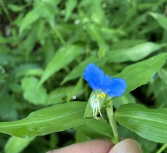 Commelina communis