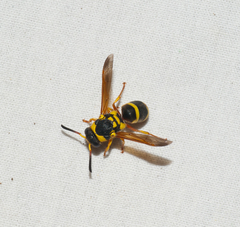 Pachodynerus cubensis