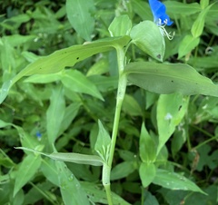 Commelina communis