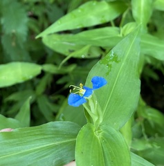 Commelina communis
