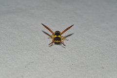 Pachodynerus cubensis