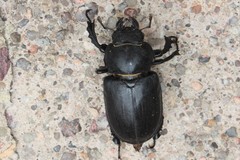 Lucanus mazama