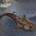 Spoonhead Sculpin - Photo (c) Samuel Brinker, some rights reserved (CC BY-NC), uploaded by Samuel Brinker