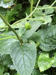 Scrophularia yoshimurae