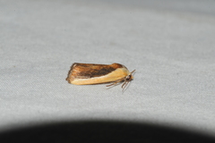 Ponometia exigua