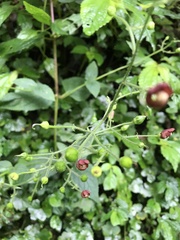 Scrophularia yoshimurae