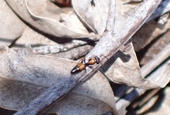 Opisthopsis picta