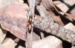 Opisthopsis picta