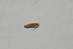 Ponometia exigua