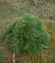 Aciphylla dieffenbachii