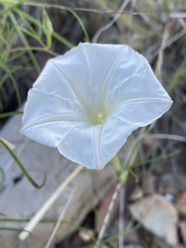 Ipomoea tenuiloba var. tenuiloba