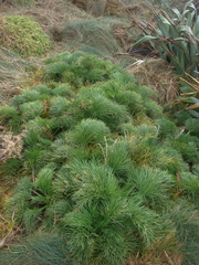 Aciphylla dieffenbachii
