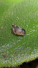 Insecta