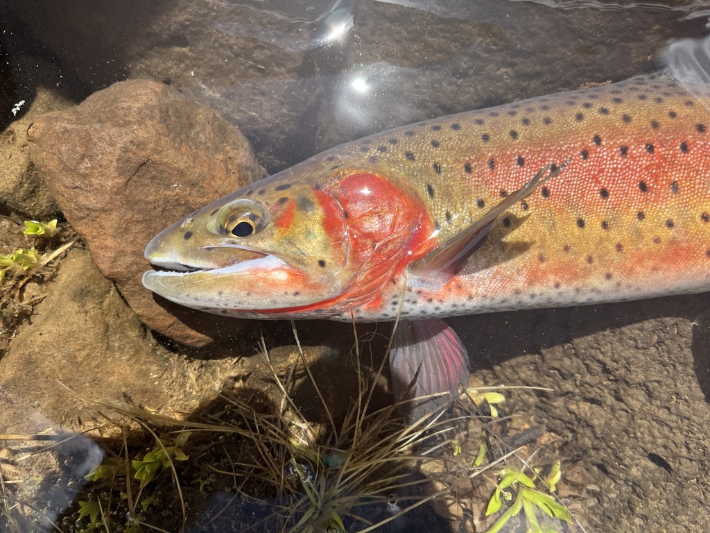 Cutthroatforel (Oncorhynchus clarkii) — Salmonidae