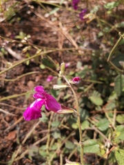 Salvia dichlamys