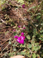 Salvia dichlamys