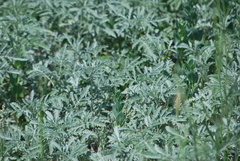 Ambrosia grayi