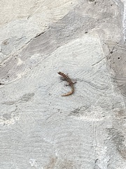 Sphaerodactylus savagei