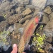 Lahontan Cutthroat Trout - Photo (c) cjmclean, some rights reserved (CC BY-NC)