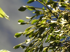 Viscum coloratum