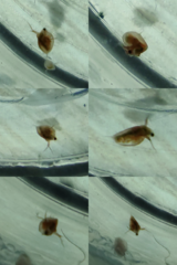Daphnia magna