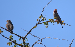 Amadina erythrocephala