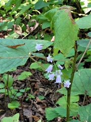 Adenophora triphylla