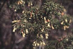 Leptecophylla divaricata