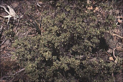 Leptecophylla divaricata