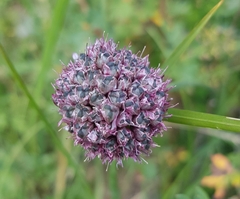Allium strictum