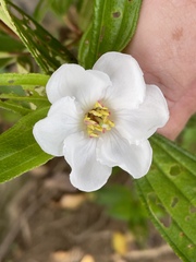 Melastoma denticulatum